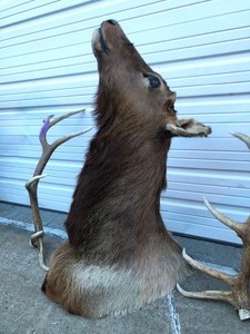 lot 180 image: HUGE Genuine Elk Mount