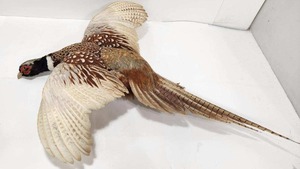 lot 286 image: Genuine Taxidermy Pheasant In-Flight Mount