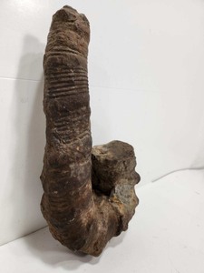 lot 269 image: Large Genuine Ammonite Fossil