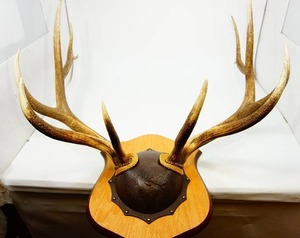 lot 2 image: Huge Elk Antler Mount