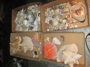 lot 276 image: Large Conch and other seashell deco...