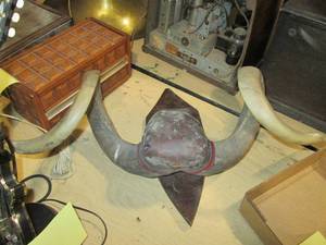 lot 353 image: Wall mounted Ram antlers...