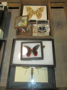 lot 388 image: Pinned insect displays, butterfly a...
