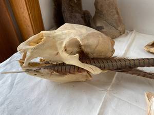 Animal Skulls, Squirrel, and Shell