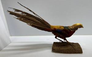 lot 125 image: Vintage Mounted Golden Pheasant (Very Cool)