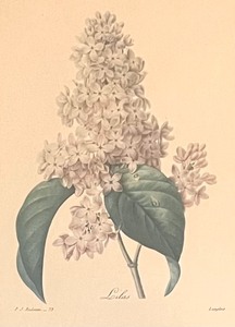 lot 222 image: Vintage Lilas Framed Print by Langlois