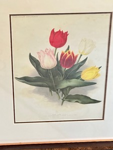 lot 393 image: Lovely Framed Tulip Print