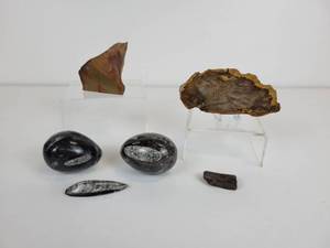 lot 115 image: Fossils, Petrified Wood, and Mineral Specimens