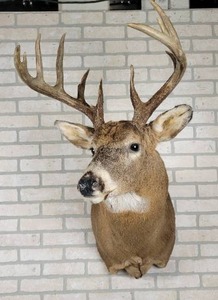 lot 8 image: Beautiful 14 Point Whitetail Deer Shoulder Mount - NO SHIPPING