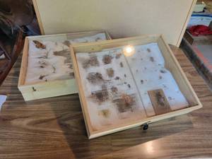 lot 362 image: (2) Vintage BUG Collections - Have Damage - NO SHIPPING
