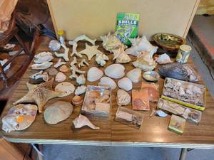 lot 378 image: Large Lot of Seashells - Coral, Starfish, Sand Dollars, Clams, Nautilus, Abalone, Conch, and More NO SHIPPING
