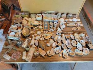 lot 379 image: Large Lot of Seashells - Seahorse, Oysters, Sand Dollars, Clams, Coral, Abalone, Conch, and More NO SHIPPING
