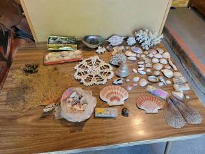 lot 380 image: Large Lot of Seashells - Clams, Coral, Abalone, Fan Coral, Tiny Barnacles, and More NO SHIPPING