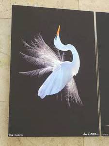 lot 71 image: Alan S. Maltz The Calling & Walk on the wild Side Key West Photography