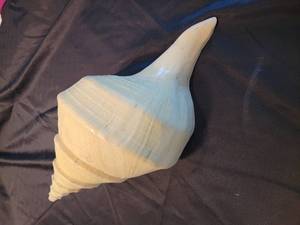 lot 122 image: Giant Conch Shell