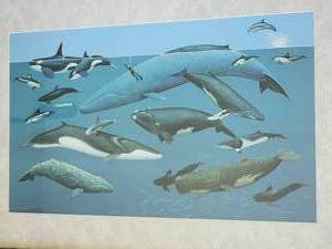lot 155 image: North American Whales & Dolphins Poster