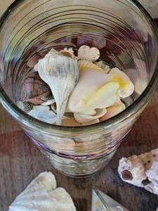 lot 241A image: Collection of Decorative Sea Shells
