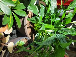 lot 78A image: Live House Plant Collection