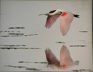 lot 131 image: SIGNED Naturalist Fine Art Photography Print - Roseate Spoonbill - Sanibel Island