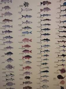 lot 215 image: Framed Wall Dcor - Common Sportfishes of the Texas Coast