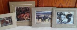 lot 57 image: Wildlife Matted Pictures (4).