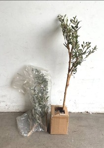 lot 82 image: Nearly Natural Indoor 82 in. Artificial Olive Tree