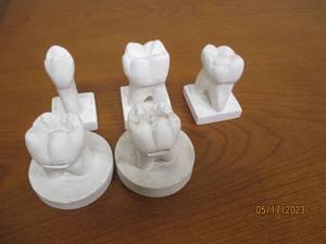 lot 16 image: Model teeth for dental student inst...