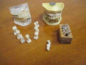 lot 17 image: Model teeth and jaws...