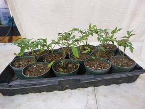 12 Beef Steak Tomato Plants