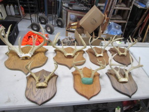 lot 120 image: Deer Antlers