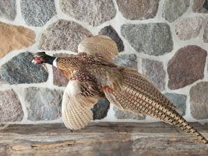 lot 1 image: Flying Pheasant Wall Mount