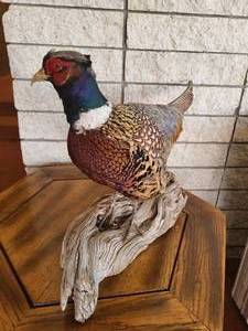 lot 2 image: Pheasant Centerpiece Mount