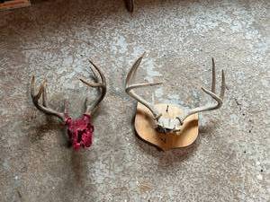 lot 213 image: Antlers