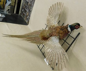 lot 47 image: PHEASANT WALL MOUNT