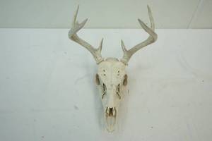 lot 289 image: European Mount Whitetail
