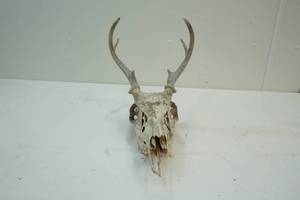 lot 290 image: European Mount Whitetail
