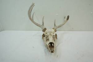 lot 291 image: European Mount Whitetail