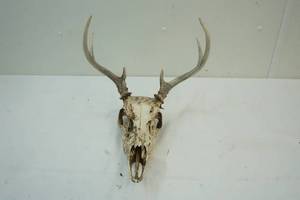 lot 292 image: European Mount Whitetail