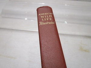 American Wildlife Illustrated