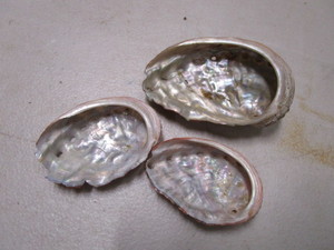 Abalone Shells
