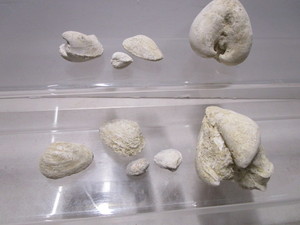 Fossils From Winnipeg