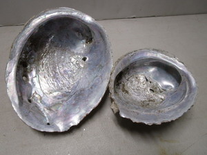 Abalone Shells