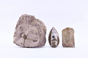 lot 78 image: 3 Fossils