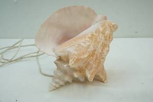 lot 151 image: Jumbo Seashell Lamp