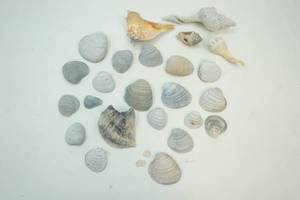 lot 318 image: Sea Shells