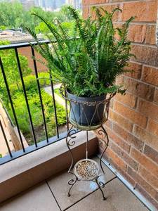 lot 304 image: Plantstand With Fern Plant