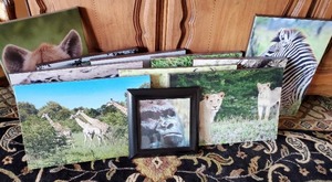 lot 321 image: Set Of Pictures Of Africa