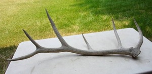 lot 151 image: Elk Antler Approximately 4 ft Long...