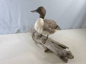 lot 323 image: (C-3) Taxidermy Duck Mount on Log...