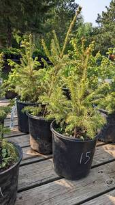 lot 15 image: Norway Spruce, 1.5 - 2 foot tall, Single item